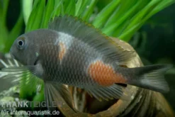 Kirschfleck-Moorii, Tropheus moorii "Bulu Point", DNZ