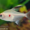 Kirschflecksalmler, Hyphessobrycon erythrostigma