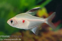 Kirschflecksalmler, Hyphessobrycon erythrostigma