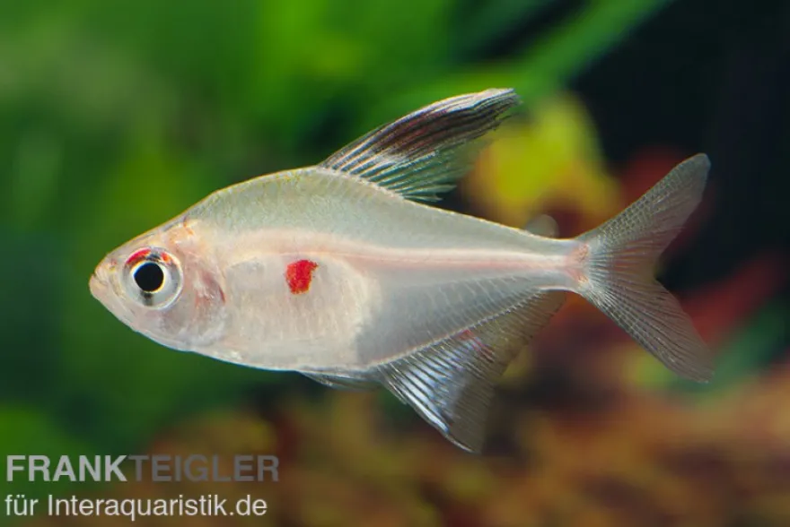 Kirschflecksalmler, Hyphessobrycon erythrostigma