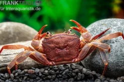 Kirschrote Towutikrabbe, Parathelphusa sp., Zufällig ausgewählt