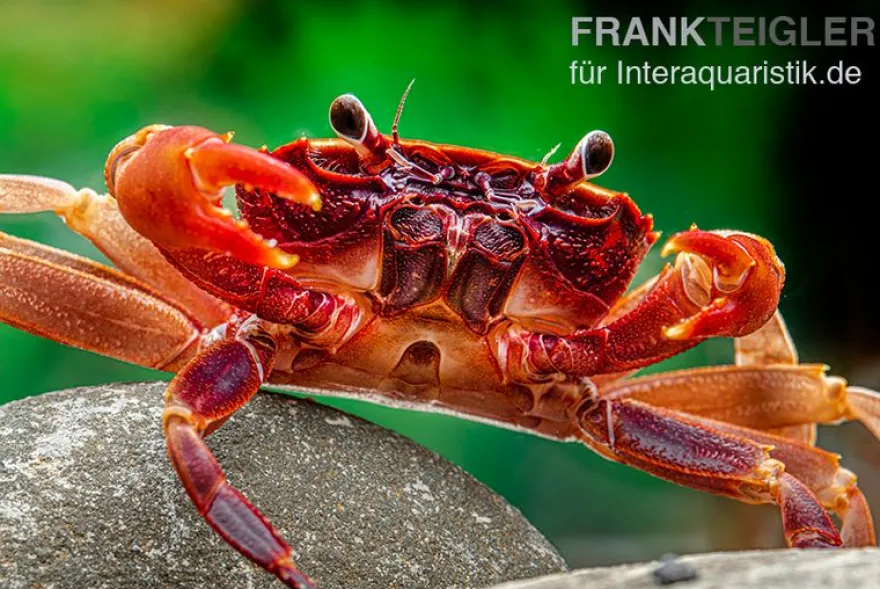Kirschrote Towutikrabbe, Parathelphusa sp., Zufällig ausgewählt