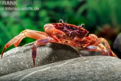Kirschrote Towutikrabbe, Parathelphusa sp., Zufällig ausgewählt