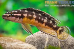 Kissi Schlankcichlide, Julidochromis transcriptus "Kissi Uvira"