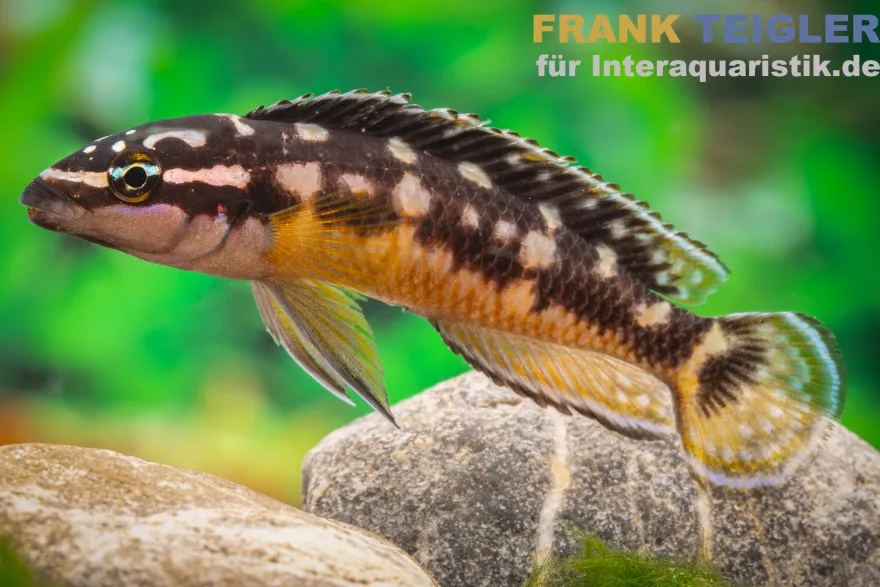 Kissi Schlankcichlide, Julidochromis transcriptus "Kissi Uvira"