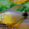 Kitty-Tetra, Hyphessobrycon heliacus