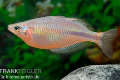 Kiura-Regenbogenfisch, Melanotaenia cf. goldiei "Kiura"