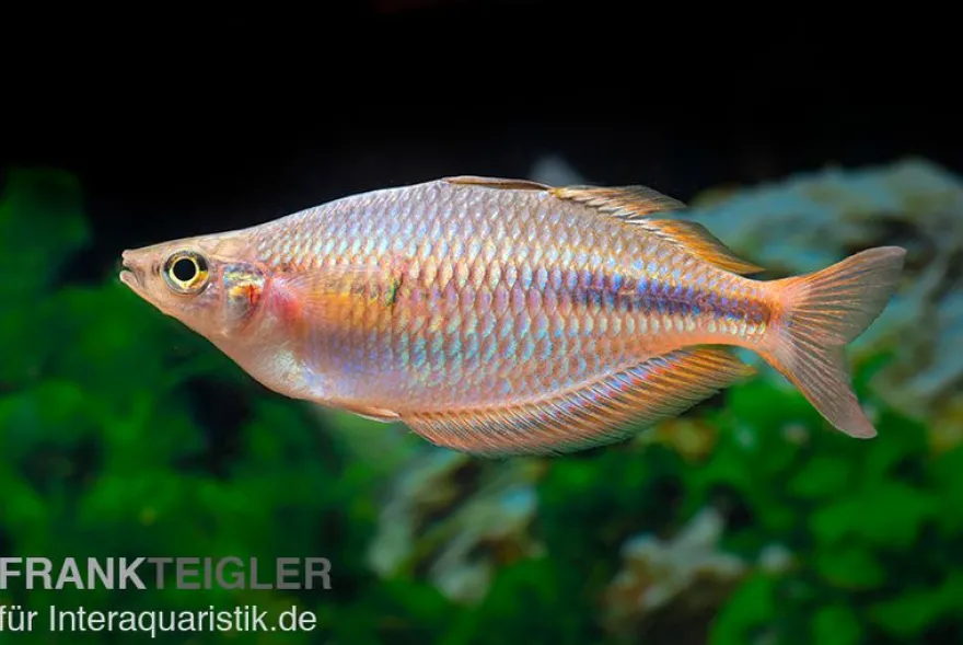 Kiura-Regenbogenfisch, Melanotaenia cf. goldiei "Kiura"
