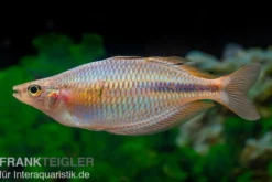 Kiura-Regenbogenfisch, Melanotaenia cf. goldiei