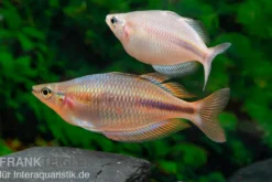Kiura-Regenbogenfisch, Melanotaenia cf. goldiei