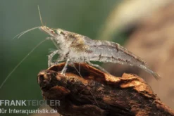 Kleine Algengarnele, Neocaridina davidi