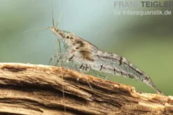 Kleine Algengarnele, Neocaridina davidi