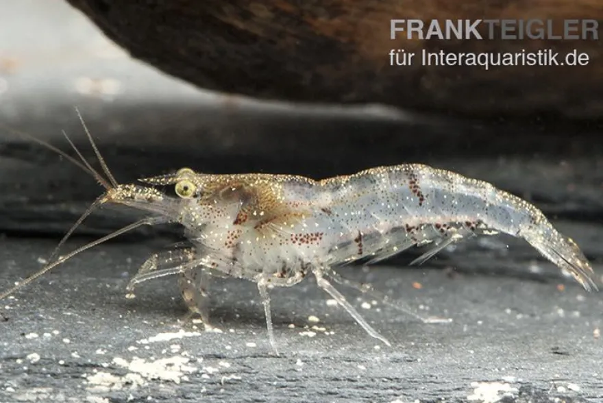 Kleine Algengarnele, Neocaridina davidi
