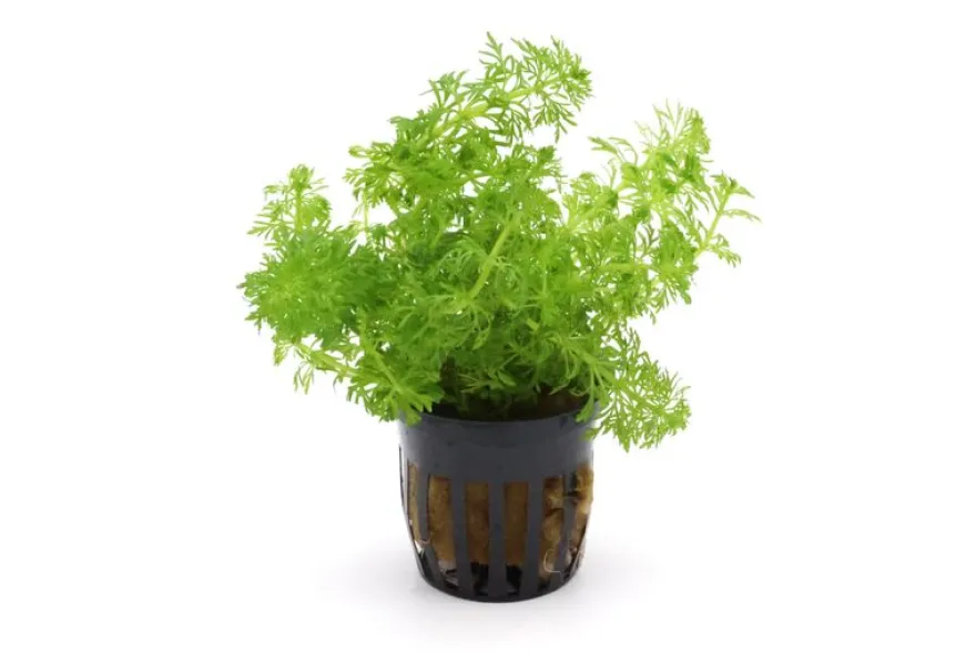 Kleine Ambulia, Limnophila sessiliflora, Bund