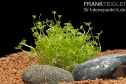 Kleine Ambulia, Limnophila sessiliflora, Bund