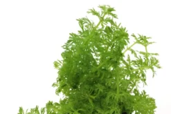 Kleine Ambulia, Limnophila sessiliflora, Bund