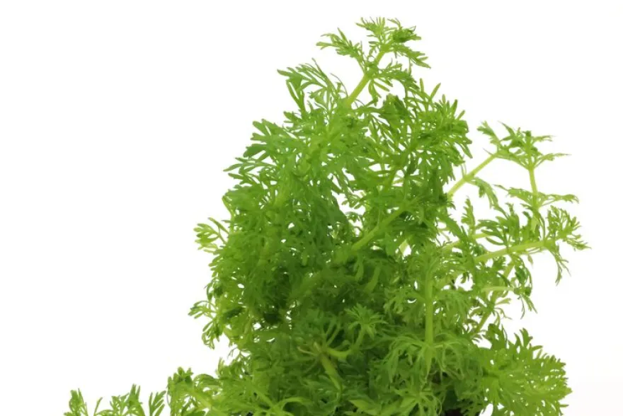 Kleine Ambulia, Limnophila sessiliflora, Bund