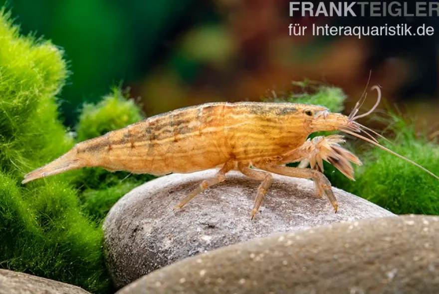 Kleine Fächergarnele, Atyopsis spinipes