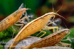 Kleine Fächergarnele, Atyopsis spinipes