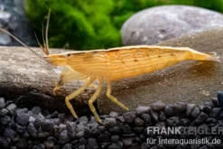 Kleine Fächergarnele, Atyopsis spinipes