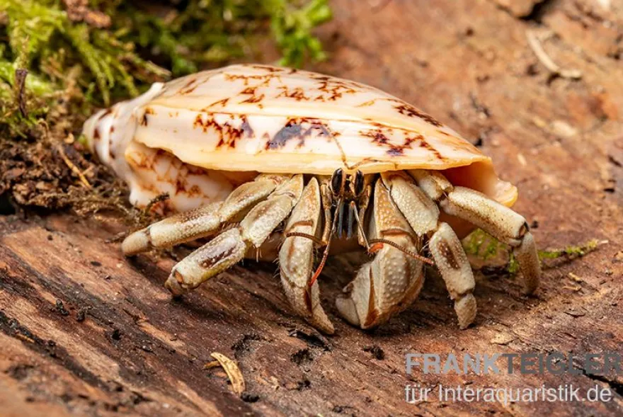 5 kleine Landeinsiedlerkrebse, Coenobita spec.
