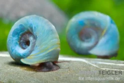 Kleine Posthornschnecke blau, Planorbella duryi var. Blau