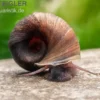 Kleine Posthornschnecke braun, Planorbella duryi var. braun