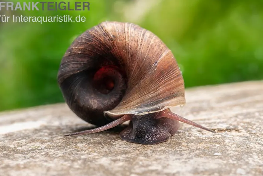 Kleine Posthornschnecke braun, Planorbella duryi var. braun