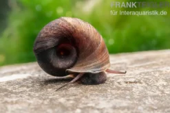 Kleine Posthornschnecke braun, Planorbella duryi var. braun