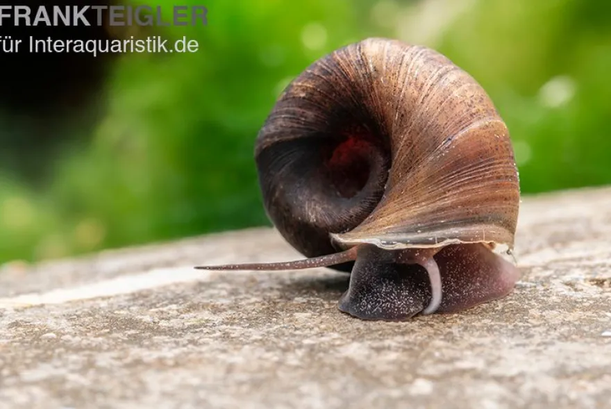Kleine Posthornschnecke braun, Planorbella duryi var. braun