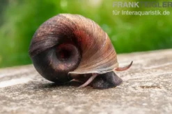Kleine Posthornschnecke braun, Planorbella duryi var. braun