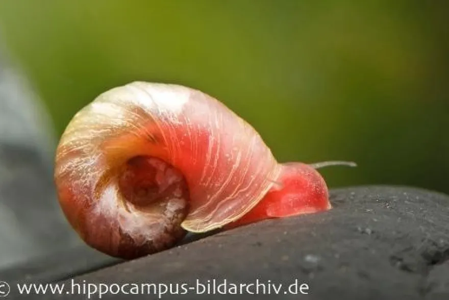 Kleine Posthornschnecke rot, Planorbella duryi var. Rot
