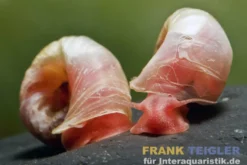 Kleine Posthornschnecke rot, Planorbella duryi var. Rot