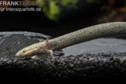 Kleiner Armmolch, Siren intermedia