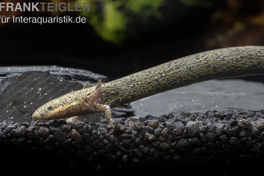 Kleiner Armmolch, Siren intermedia