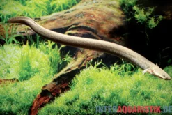 Kleiner Armmolch, Siren intermedia