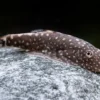Kleiner Borneo Flossensauger, Pseudogastromyzon ctenocephalus