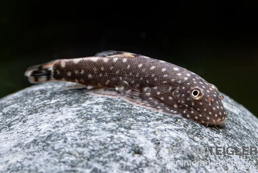 Kleiner Borneo Flossensauger, Pseudogastromyzon ctenocephalus