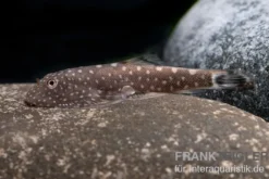 Kleiner Borneo Flossensauger, Pseudogastromyzon ctenocephalus