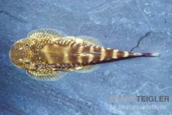 Kleiner Borneo Flossensauger, Pseudogastromyzon ctenocephalus