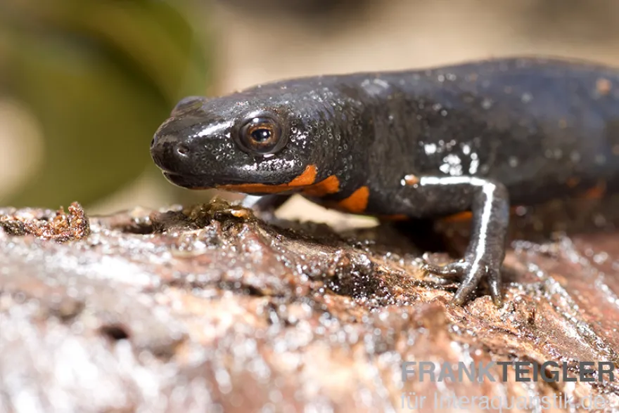 Kleiner Feuerbauchmolch, Cynops orientalis
