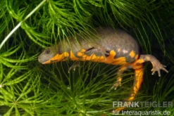 Kleiner Feuerbauchmolch, Cynops orientalis
