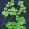 Kleiner Froschbiss, Limnobium laevigatum, lose Pflanzen-Portion