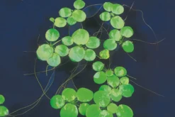 Kleiner Froschbiss, Limnobium laevigatum, lose Pflanzen-Portion