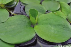 Kleiner Froschbiss, Limnobium laevigatum, lose Pflanzen-Portion