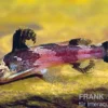 Kleiner Harlekinwels, Microglanis iheringi (Hummelwels), 4-5 cm