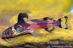 Kleiner Harlekinwels, Microglanis iheringi (Hummelwels), 4-5 cm