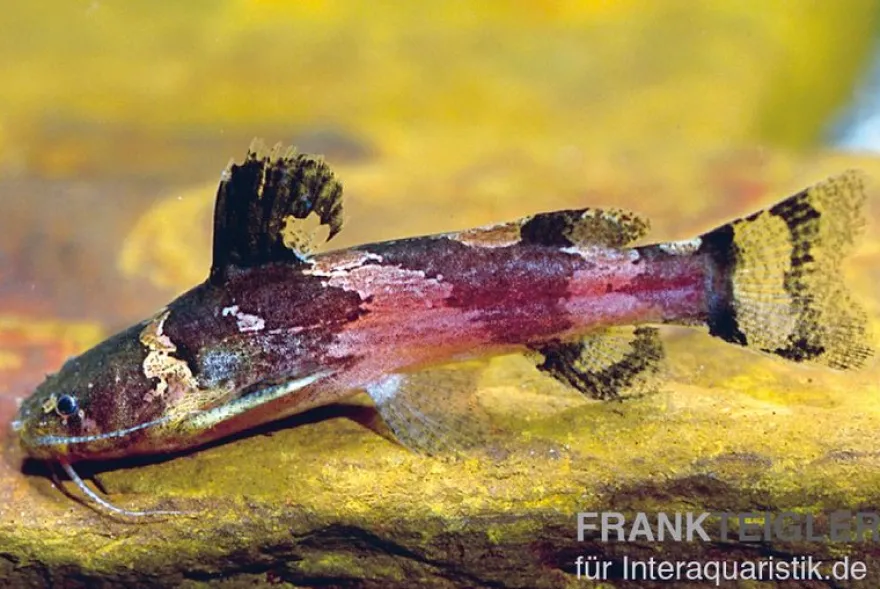 Kleiner Harlekinwels, Microglanis iheringi (Hummelwels), 4-5 cm