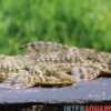Kleiner Hexenwels, Rineloricaria parva, 6-8 cm