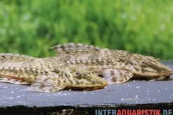 Kleiner Hexenwels, Rineloricaria parva, 6-8 cm